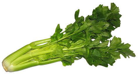 Download Celery Png Image For Free