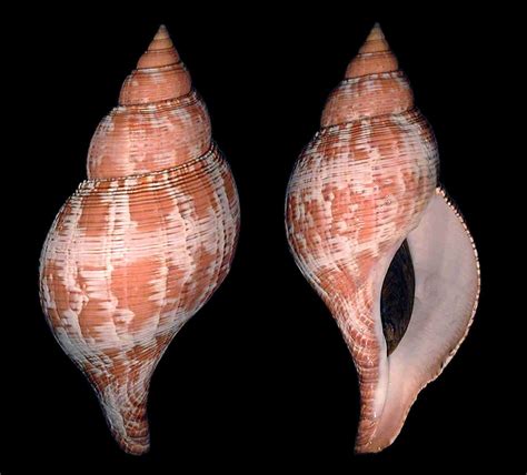 True Tulip Shells Shells And Sand Seashells Types