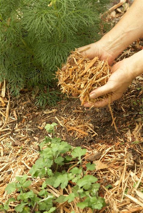 Crossroads blueberry market's ground blueberry coffee brings out the best in each blend by carefully and creatively combining 100% arabica specialty coffee beans to elicit richness and. Pin by Beth Holler Jacobs on Gardenia | Garden, Outdoor ...