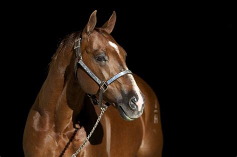 5 Year Stallion Stats Top 5 Cutting Sires 2019 Quarter Horse News