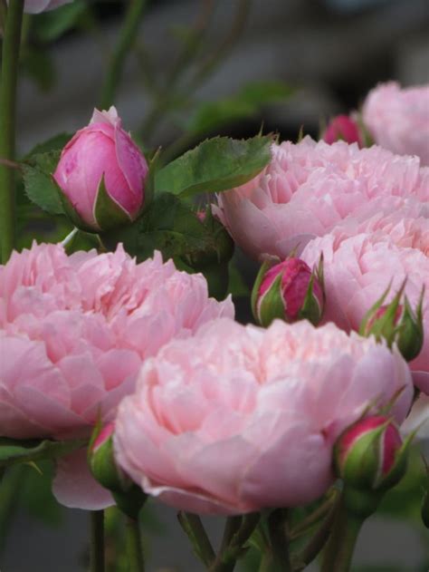 Beautiful Pink Rose Candy Розы