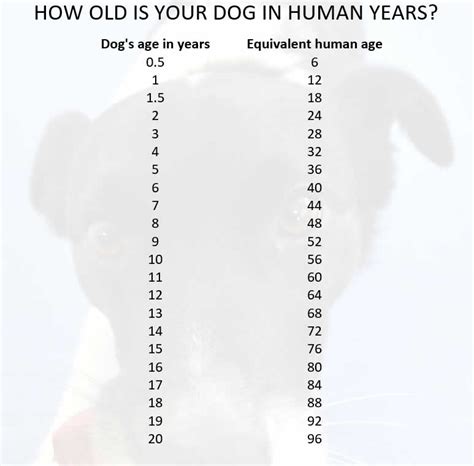 How To Calculate Your Dogs Real Age Leixlip Vet — Naive Pets