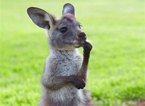 Thinking Kangaroo Funny Animals Australian Animals Cute Little Animals