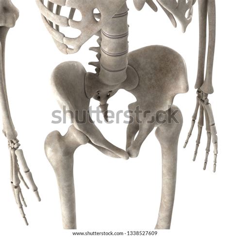 3d Render Male Skeleton Hips ภาพประกอบสต็อก 1338527609 Shutterstock