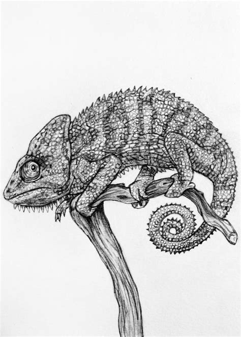 Original Pencil Drawing Chameleon 19 Pencil Drawings Animal