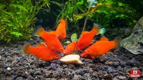 Top 5 Red Fishes Freshwater Nano Aquarium Tank Facts