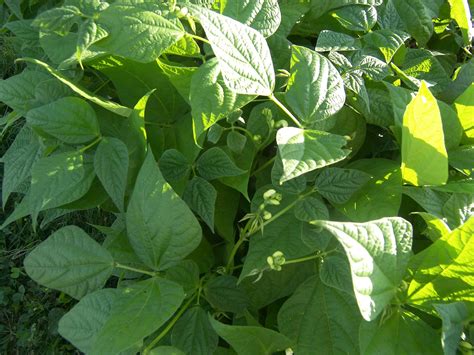Theyre easy to plant, they dont need any time consuming staking, trellising, or poling because they grow on compact, sturdy plants, they grow well. Growing Beans - Blue Lake 274 Bush at 5 Weeks