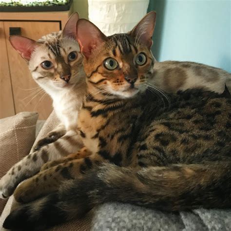 Two Cats Sitting On Top Of A Couch Next To Each Other