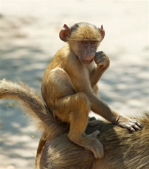 ᐈ Monkey Stock Pics Royalty Free Monkey Images Download On
