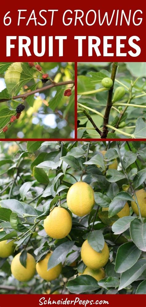 Growing fruit trees require more patience compared to growing a vegetable garden, but it is very beneficial. Six fast growing fruit trees {and one vegetable ...