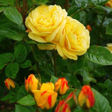 Beautiful Yellow Roses Growing Tips And Inspiration