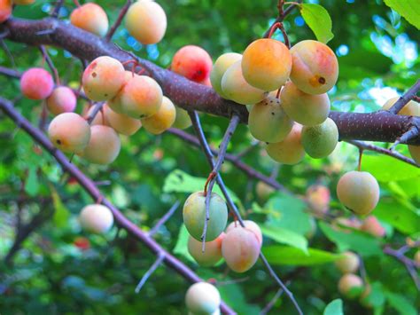 Fruityfriday Growing 20 Feet Tall And Wide American Plum Forms A