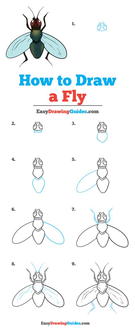 How to Draw a Fly - Really Easy Drawing Tutorial | Jewel drawing, Fly drawing, Bugs drawing