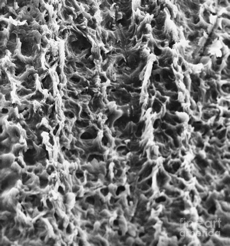 Human Fingernail Surface Sem Photograph By David M Phillips