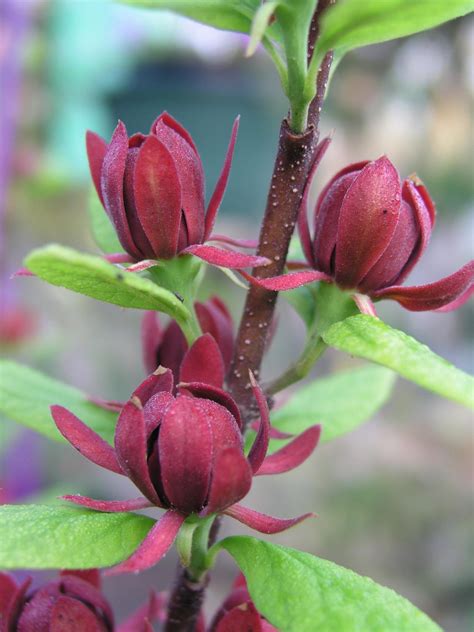 Here at the sweet caroline foundation, there is no such thing as too much purple we are so thankful for the community support, pictures and love. How To Grow Sweetshrub In Your Garden | HGTV