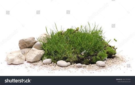 66092 Small Grass On The Rock Images Stock Photos And Vectors
