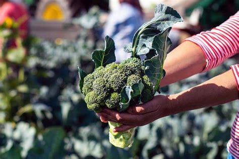 When And How To Harvest Broccoli Gardeners Path