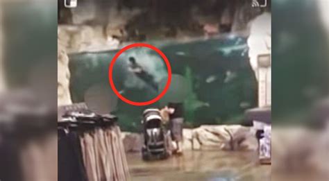Video Shows Man Diving Into Fish Tank At Bass Pro