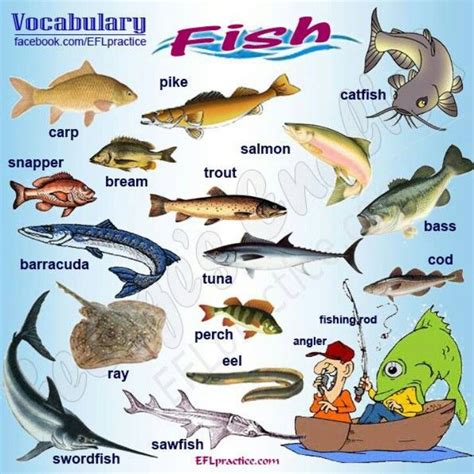 Fish Vocabulary Practice Grammar And Vocabulary English Vocabulary