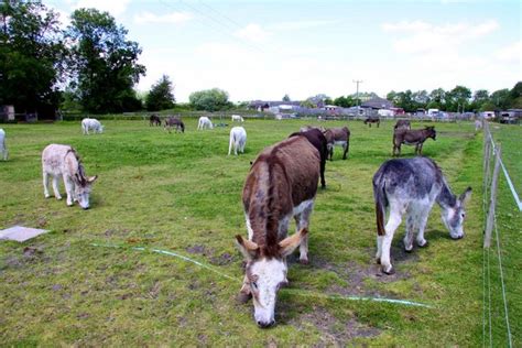 Island Farm Donkey Sanctuary © Steve Daniels Geograph Britain And