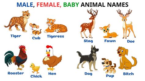 English Vocabulary Male Female Baby Animal Names In English Els