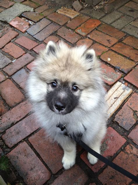 My Keeshond Puppy Named Baarlo Keeshond Puppies Dogs Pets