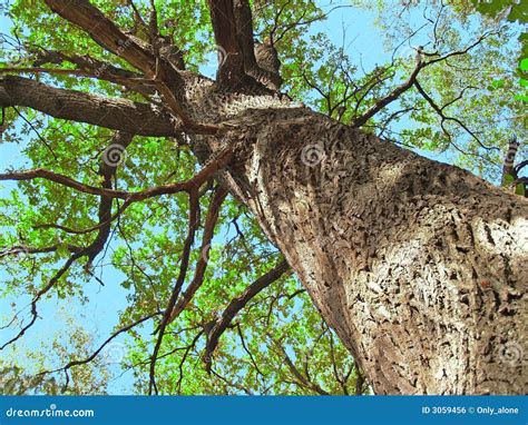 Big Old Oak Tree Stock Photo Image Of Park Outdoors 3059456