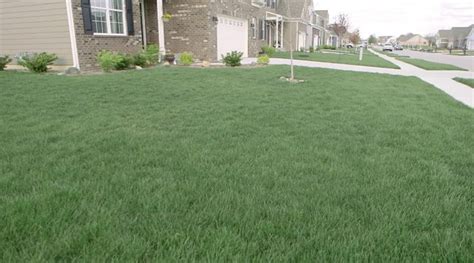 9 Tips To Get Thick Green Grass Thats The Envy Of The Neighborhood
