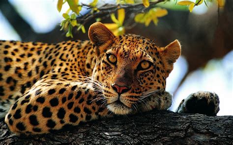 Jaguars Animals Nature Wallpapers Hd Desktop And