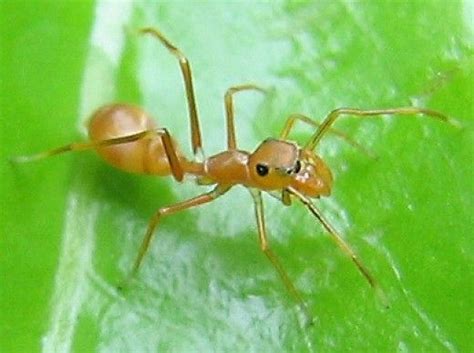 Amazing Spiders Strange And Interesting Arachnid Facts Formiga