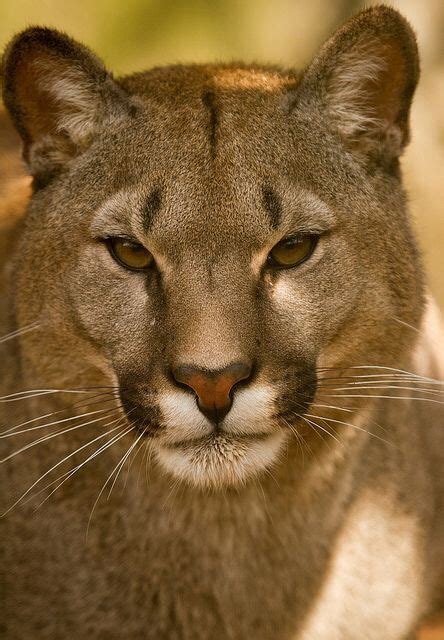Puma Puma Concolor North America Animais Selvagens Animais