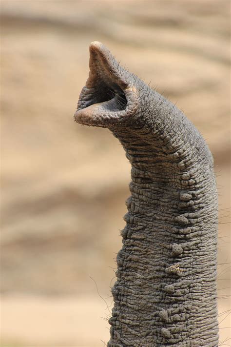 Hd Wallpaper Elephant Animal Proboscis Mammal Wildlife Photography