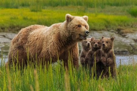 Brown Bears Lake Clark National Park Alaska Usa Art Wolfe