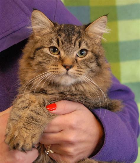 Maine Coon Cats For Adoption