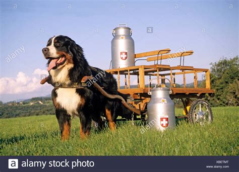 Bernese Mountain Dog Pulling Cart With Milk Churns Stock