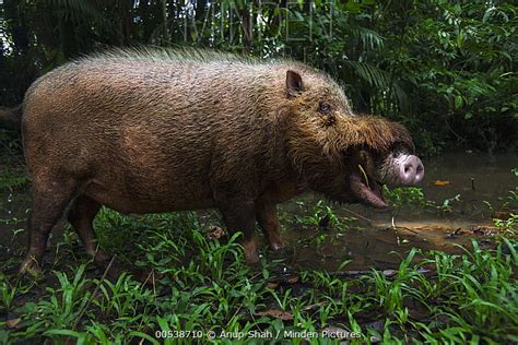 Minden Pictures Bearded Pig Sus Barbatus Male In Defensive Posture