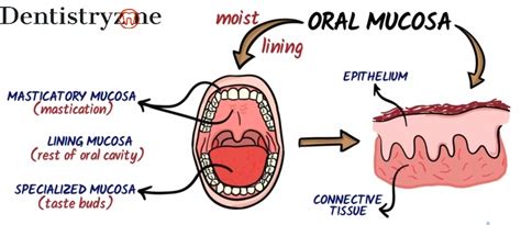 Introduction To Oral Mucous Membrane Dental Histology
