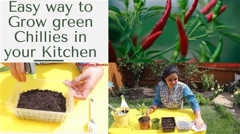 Easy Way To Grow Green Chillies In Your Kitchenbalconygarden Kitchen
