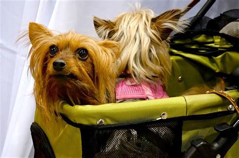 But, every airline has their own rules and regulations when it comes. U.S. Airline Pet Policies: A Complete List of Travel ...
