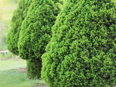 17 Dwarf Trees That Are Perfect For Small Spaces Dwarf Trees Dwarf