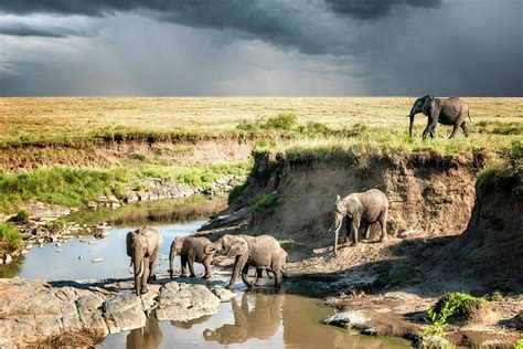African Elephants Crossing A River By Mike Hill