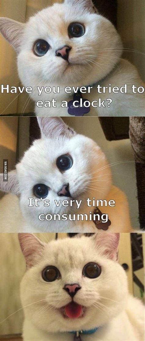 Cat Puns 42 Funny Animal Jokes Funny Animal Memes Cute Animal Memes