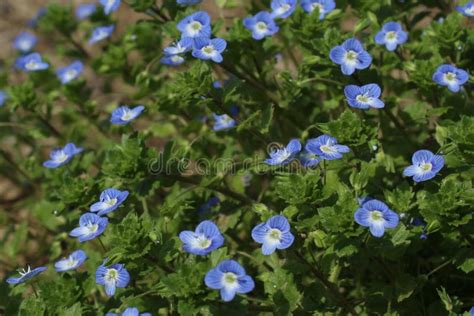 Little Blue Flowers Stock Photo Image Of Closeup Flower 80376342