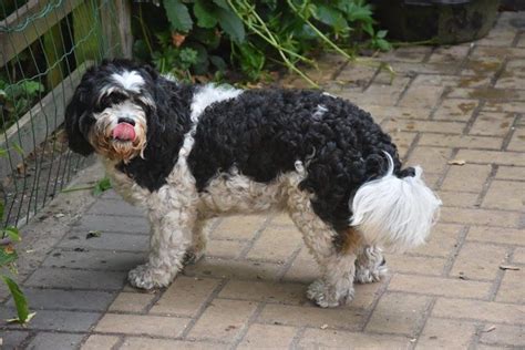 posts  dawgdogs dogs  adoption rescue dogsblogcom page