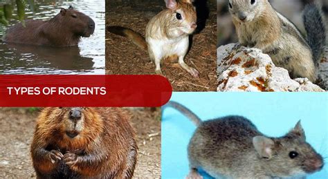 Types Of Rodents Rodents Facts Rodent Infestation And Control