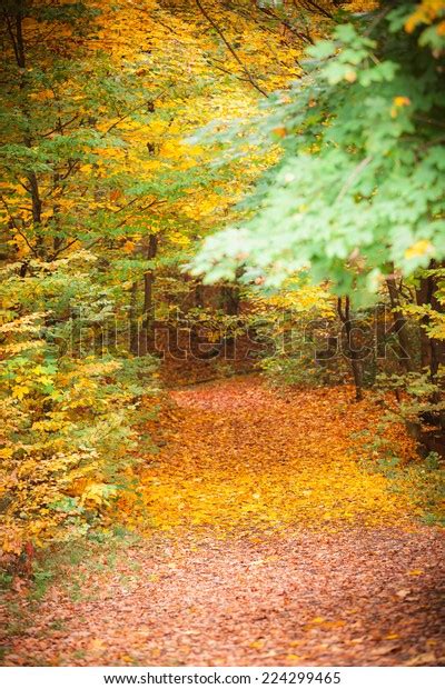 Autumn Pathway Stock Photo 224299465 Shutterstock