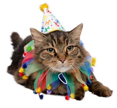 Birthday Celebration Hat And Collar For Cats Pet Krewe