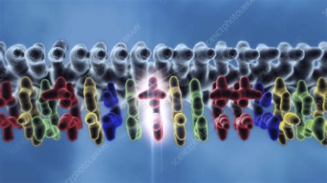 To get started finding dna and mutations webquest answer key, you are right to find our website which has a comprehensive collection of manuals listed. DNA point mutation, artwork - Stock Image - C009/7465 ...