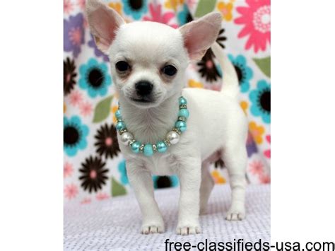 Our goals are to produce chihuahua puppies that are healthy, beautiful,. Doll Face Micro Teacup Stunning Chihuahua puppies - Animals - Ashville - Alabama - announcement ...