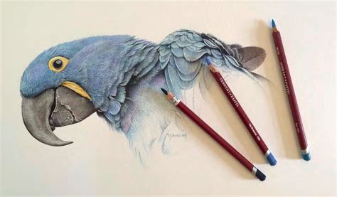 A Pastel Pencil Affair With Images Pastel Pencils Wildlife Artists